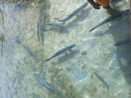 Several silvery fish swim close to the surface in clear, shallow water, with part of a person’s arm and shorts visible at the edge.